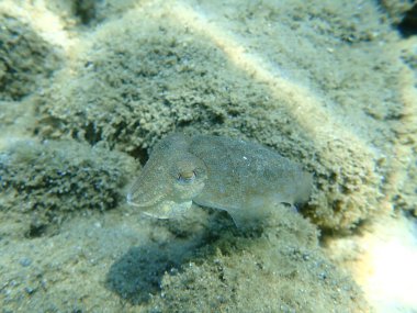 Yaygın mürekkep balığı (Sepia officinalis), Ege Denizi, Yunanistan, Halkidiki
