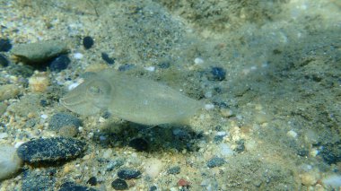 Yaygın mürekkep balığı (Sepia officinalis), Ege Denizi, Yunanistan, Halkidiki