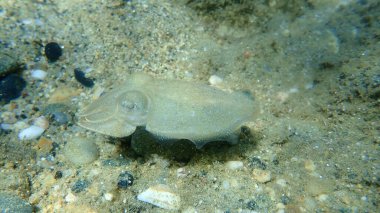 Yaygın mürekkep balığı (Sepia officinalis), Ege Denizi, Yunanistan, Halkidiki