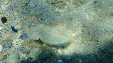 Yaygın mürekkep balığı (Sepia officinalis), Ege Denizi, Yunanistan, Halkidiki