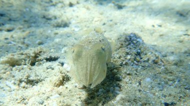 Yaygın mürekkep balığı (Sepia officinalis), Ege Denizi, Yunanistan, Halkidiki