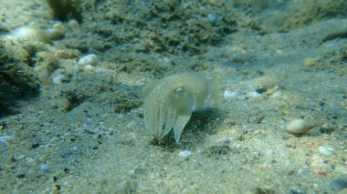 Yaygın mürekkep balığı (Sepia officinalis), Ege Denizi, Yunanistan, Halkidiki