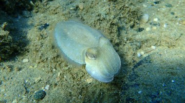 Yaygın mürekkep balığı (Sepia officinalis), Ege Denizi, Yunanistan, Halkidiki