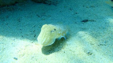 Yaygın mürekkep balığı (Sepia officinalis), Ege Denizi, Yunanistan, Halkidiki