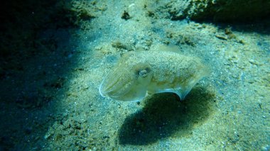 Yaygın mürekkep balığı (Sepia officinalis), Ege Denizi, Yunanistan, Halkidiki