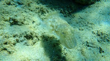 Yaygın mürekkep balığı (Sepia officinalis), Ege Denizi, Yunanistan, Halkidiki