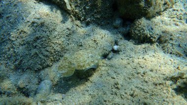 Yaygın mürekkep balığı (Sepia officinalis), Ege Denizi, Yunanistan, Halkidiki