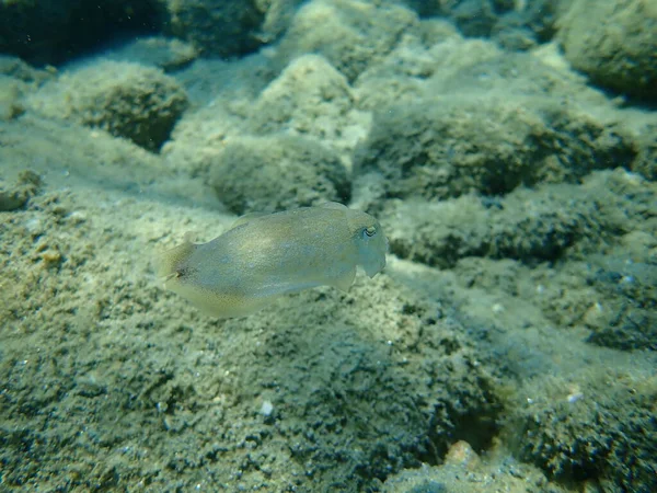 Der Gemeine Tintenfisch Sepia Officinalis Ägäis Griechenland Chalkidiki — Stockfoto