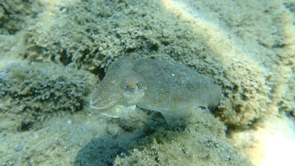 Seppie Comuni Seppie Comuni Europee Sepia Officinalis Mar Egeo Grecia — Foto Stock