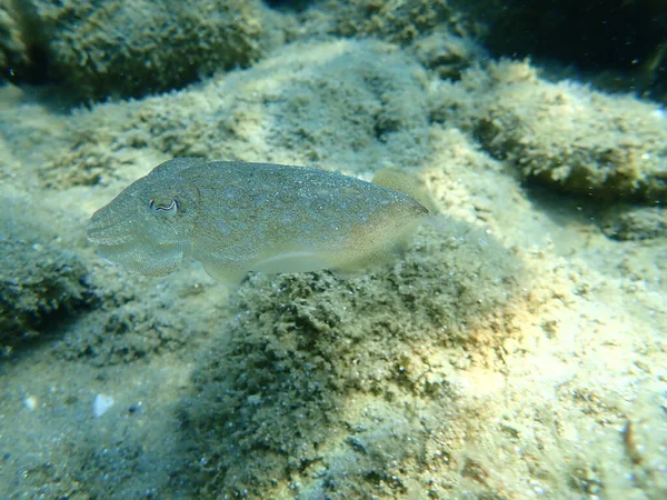 Tioarmad Bläckfisk Sepia Officinalis Egeiska Havet Grekland Halkidiki — Stockfoto