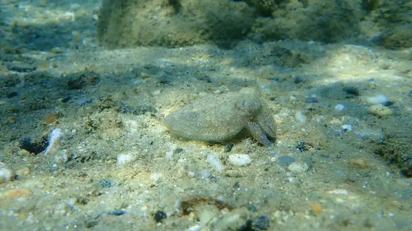 Common Cuttlefish European Common Cuttlefish Sepia Officinalis Aegean Sea Greece — Stock Photo, Image