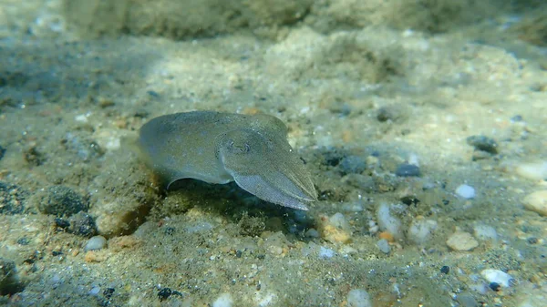 Tioarmad Bläckfisk Sepia Officinalis Egeiska Havet Grekland Halkidiki — Stockfoto