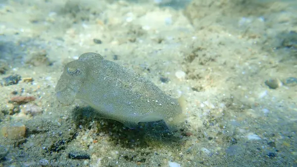 Common Cuttlefish European Common Cuttlefish Sepia Officinalis Aegean Sea Greece — Stock Photo, Image