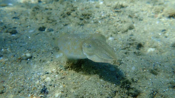 Közönséges Tintahal Sepia Officinalis Égei Tenger Görögország Halkidiki — Stock Fotó