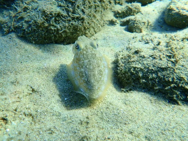 Közönséges Tintahal Sepia Officinalis Égei Tenger Görögország Halkidiki — Stock Fotó