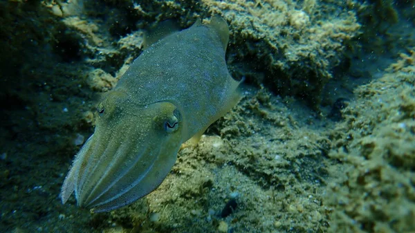 Tioarmad Bläckfisk Sepia Officinalis Egeiska Havet Grekland Halkidiki — Stockfoto