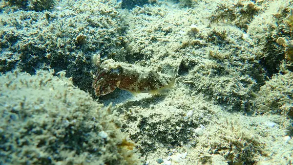 普通乌贼或欧洲普通乌贼 Sepia Officinalis 希腊爱琴海 Halkidiki — 图库照片