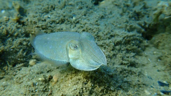 Common Cuttlefish European Common Cuttlefish Sepia Officinalis Aegean Sea Greece — Stock Photo, Image