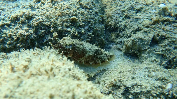 Common Cuttlefish European Common Cuttlefish Sepia Officinalis Aegean Sea Greece — Stock Photo, Image