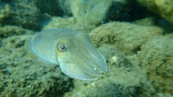 Tioarmad Bläckfisk Sepia Officinalis Egeiska Havet Grekland Halkidiki — Stockfoto