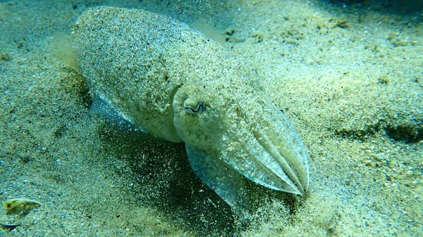 Tioarmad Bläckfisk Sepia Officinalis Egeiska Havet Grekland Halkidiki — Stockfoto