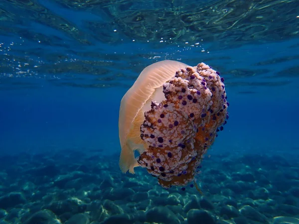 Medusas Mediterráneas Gelatina Mediterránea Medusas Huevo Frito Cotylorhiza Tuberculata Mar — Foto de Stock