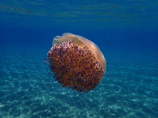 Medúzy Středozemního Moře Medúzy Středozemního Moře Nebo Medúzy Smažených Vajec — Stock fotografie