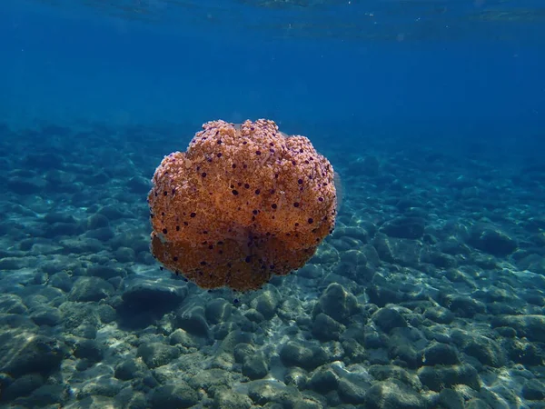 Mediterranean Jellyfish Mediterranean Jelly Fried Egg Jellyfish Cotylorhiza Tuberculata Aegean — Stock Photo, Image
