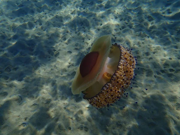 Medusas Mediterrânicas Geleia Mediterrânica Alforrecas Ovos Fritos Cotylorhiza Tuberculata Mar — Fotografia de Stock