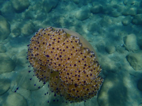 地中海水母 地中海水母或煎蛋水母 Cotylorhiza Tutuberculosis Ata 爱琴海 Halkidiki — 图库照片