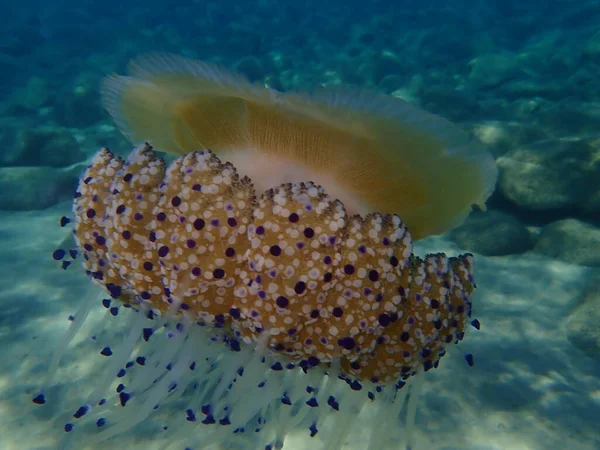 地中海水母 地中海水母或煎蛋水母 Cotylorhiza Tutuberculosis Ata 爱琴海 Halkidiki — 图库照片