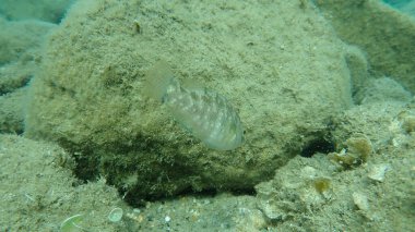Gri wrasse (Symphodus cinereus), Ege Denizi, Yunanistan, Halkidiki