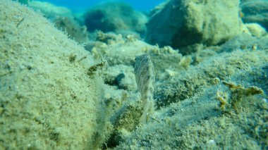 Gri wrasse (Symphodus cinereus), Ege Denizi, Yunanistan, Halkidiki