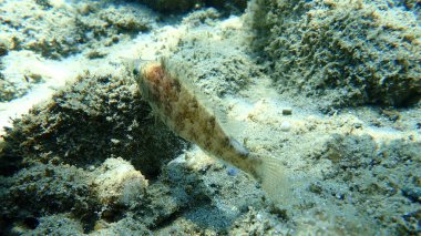 Gri wrasse (Symphodus cinereus), Ege Denizi, Yunanistan, Halkidiki