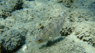 Gri wrasse (Symphodus cinereus), Ege Denizi, Yunanistan, Halkidiki