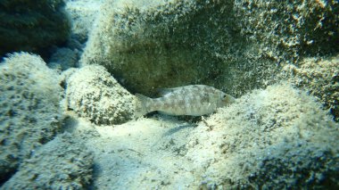 Gri wrasse (Symphodus cinereus), Ege Denizi, Yunanistan, Halkidiki