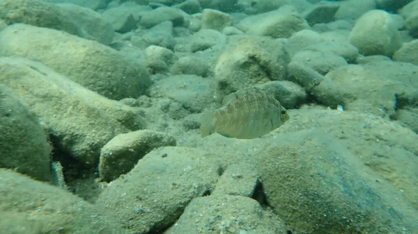 Grey Wrasse Symphodus Cinereus Aegean Sea Greece Halkidiki — 图库照片