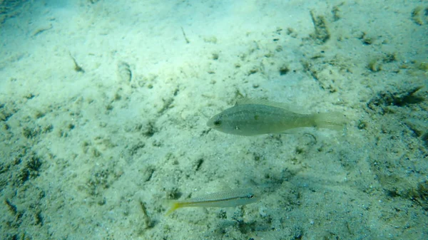 Grey Wrasse Symphodus Cinereus Aegean Sea Greece Halkidiki — 图库照片