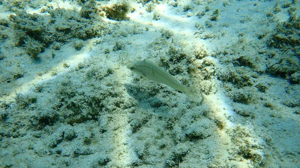 Donzella Grigia Symphodus Cinereus Mar Egeo Grecia Calcidica — Foto Stock