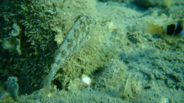 Grey Wrasse Symphodus Cinereus Mar Egeo Grecia Halkidiki —  Fotos de Stock