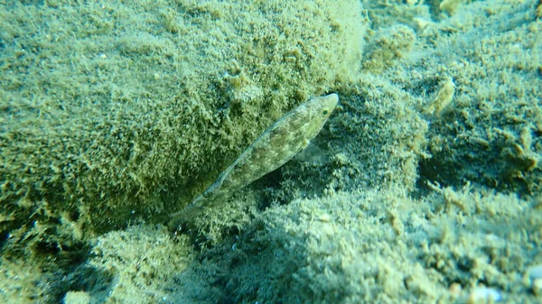 Серый Лебедь Symphodus Cinereus Эгейское Море Греция Халкидики — стоковое фото