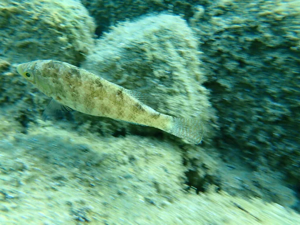 Grey Wrasse Symphodus Cinereus Egejské Moře Řecko Halkidiki — Stock fotografie