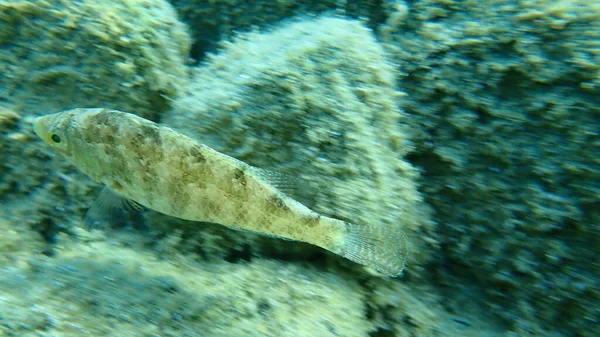 Grey Wrasse Symphodus Cinereus Mar Egeo Grecia Halkidiki —  Fotos de Stock