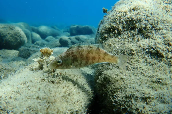 Donzella Grigia Symphodus Cinereus Mar Egeo Grecia Calcidica — Foto Stock