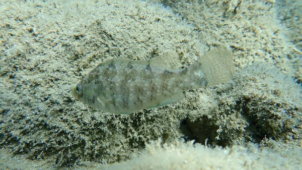 Серый Лебедь Symphodus Cinereus Эгейское Море Греция Халкидики — стоковое фото