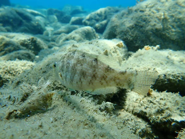 Der Graue Lippfisch Symphodus Cinereus Ägäis Griechenland Chalkidiki — Stockfoto