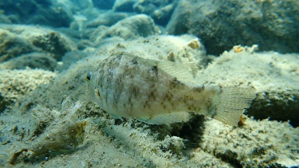 Donzella Grigia Symphodus Cinereus Mar Egeo Grecia Calcidica — Foto Stock