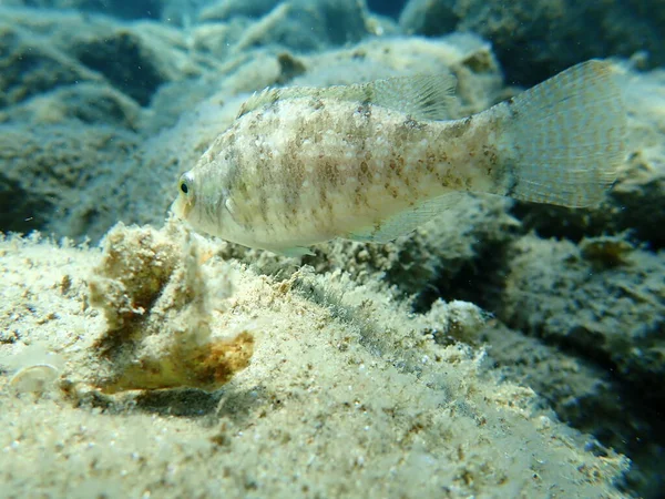 Massa Cinzenta Symphodus Cinereus Mar Egeu Grécia Halkidiki — Fotografia de Stock