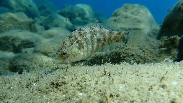 Grey Wrasse Symphodus Cinereus Aegean Sea Greece Halkidiki — Stock Photo, Image