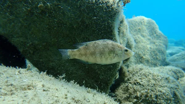 Grijze Wrasse Symphodus Cinereus Egeïsche Zee Griekenland Halkidiki — Stockfoto